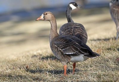 Greater White-fronted Goose 2024-12-17