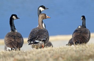 Greater White-fronted Goose 2024-12-17