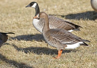 Greater White-fronted Goose 2024-12-17