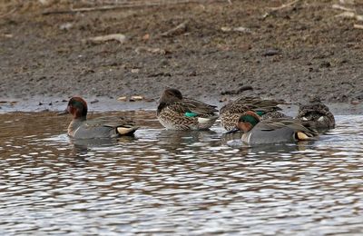 Green-winged Teal 2024-12-17