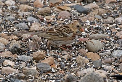 Harris's Sparrow 2024-12-22