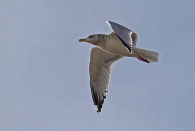 American Herring Gull 2024-12-07