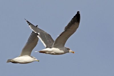 Lesser Black-backed Gull 2024-12-07
