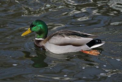 Mallard 2024-12-17