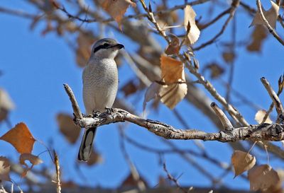 Northern Shrike 2024-12-26