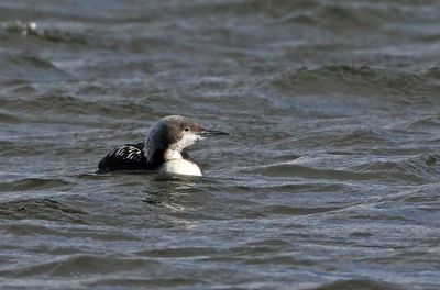 Pacific Loon 2024-12-18