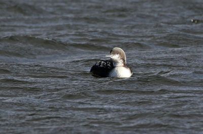 Pacific Loon 2024-12-18