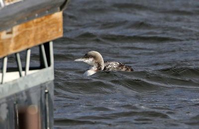 Pacific Loon 2024-12-18