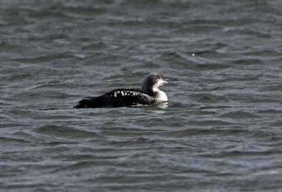 Pacific Loon 2024-12-18