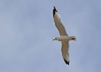 Ring-billed Gull 2024-12-07