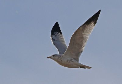 Ring-billed Gull 2024-12-07