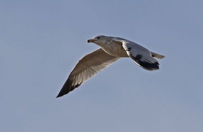 Ring-billed Gull 2024-12-07