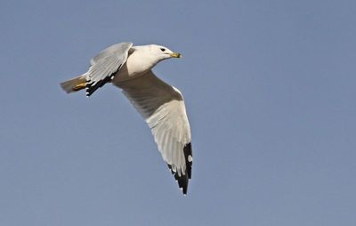 Ring-billed Gull 2024-12-07
