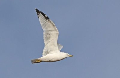Ring-billed Gull 2024-12-07