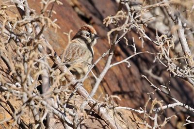 Rufous-crowned Sparrow 2024-12-26