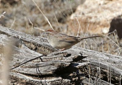 Rufous-crowned Sparrow 2024-12-26
