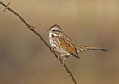 Song Sparrow 2024-12-23