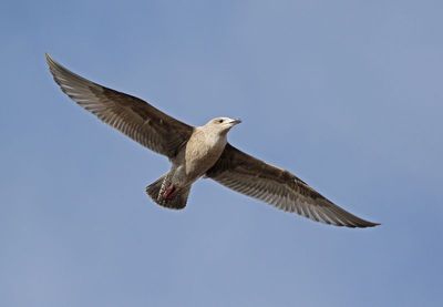 Iceland Gull 2024-12-07