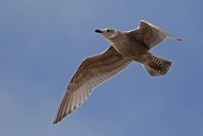 Iceland Gull 2024-12-07