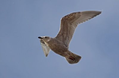 Iceland Gull 2024-12-07