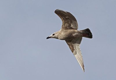 Iceland Gull 2024-12-07