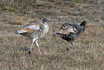 Wild Turkey 2024-12-10