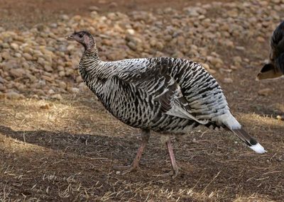 Wild Turkey 2024-12-23