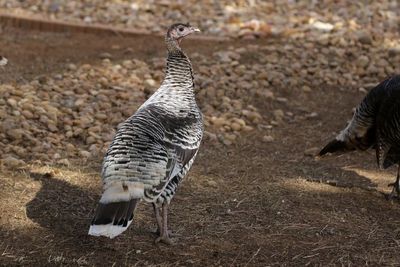 Wild Turkey 2024-12-23
