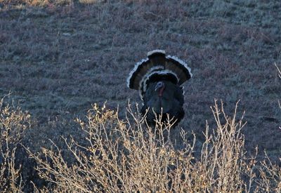 Wild Turkey 2024-12-26