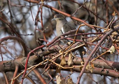 White-winged Dove 2024-12-23