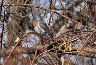 White-winged Dove 2024-12-23