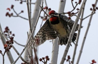 Yellow-bellied Sapsucker 2024-12-25