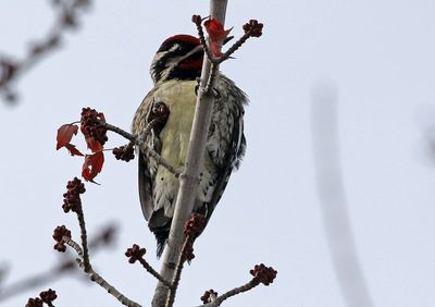 Yellow-bellied Sapsucker 2024-12-25