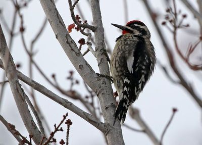 Yellow-bellied Sapsucker 2024-12-25