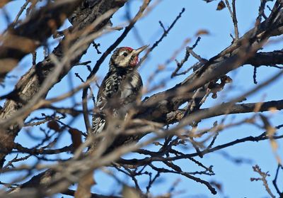 2024 Bird Photos