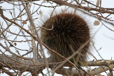 2024 Mammal Photos
