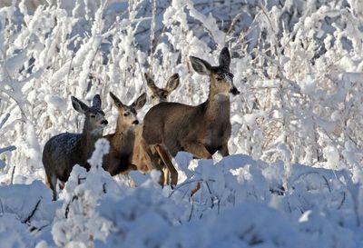 Mule Deer 2025-01-12