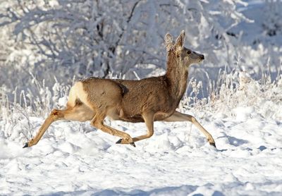 Mule Deer 2025-01-12