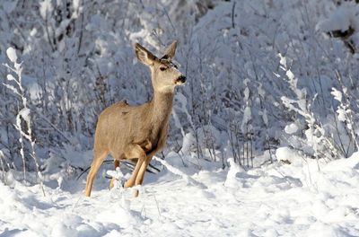 Mule Deer 2025-01-12