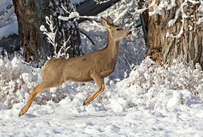 Mule Deer 2025-01-12