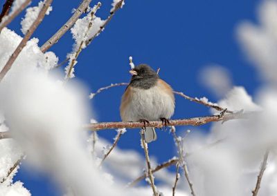 Dark-eyed Junco 2025-01-12