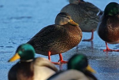 Mexican Duck 2025-01-12