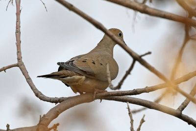 Mourning Dove 2025-01-11