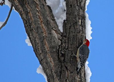 Red-bellied Woodpecker 2025-01-12