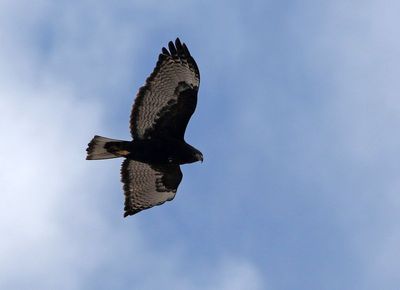 'Harlan's' Red-tailed Hawk 2025-01-11