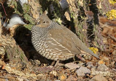 Scaled Quail 2025-01-12