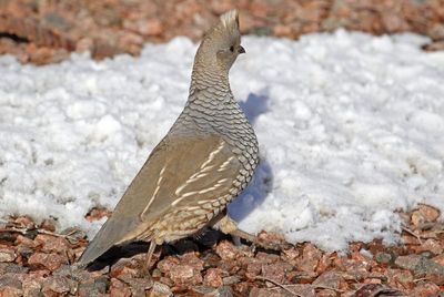 Scaled Quail 2025-01-12