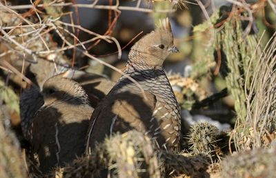 Scaled Quail 2025-01-12