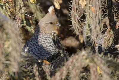 Scaled Quail 2025-01-12