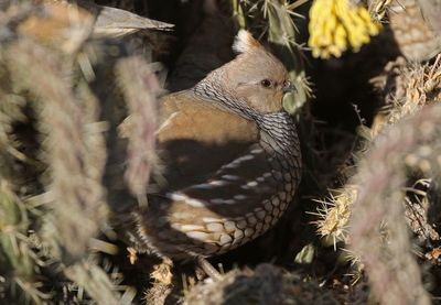 Scaled Quail 2025-01-12